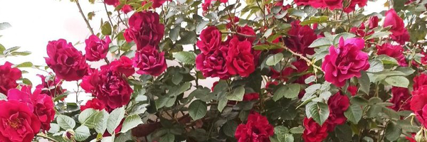 ‌Zahra‌'s header picture