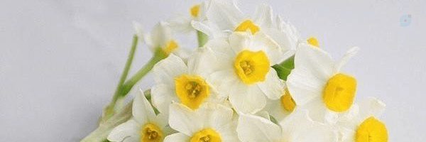 User's header picture