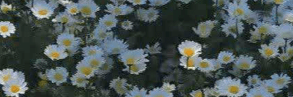 ‌Bano‌'s header picture