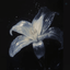 Profile picture of ‌♡Motahare♡‌