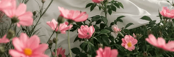 ‌haniyeh‌'s header picture