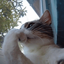 Profile picture of ‌luna‌
