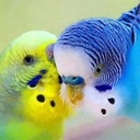 Profile picture of ‌صبا‌