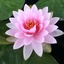 Profile picture of ‌Roya Zamani‌