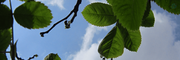 ‌Momani Amiri‌'s header picture