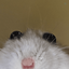 Profile picture of ‌سالوادور‌