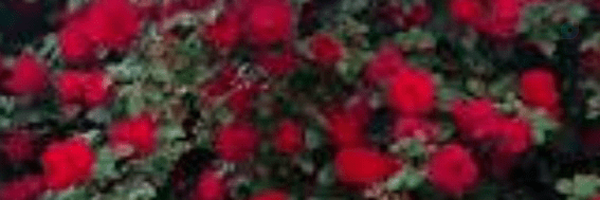‌نیکا‌'s header picture
