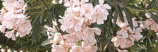 ‌مهدی‌یار عدل‌'s header picture