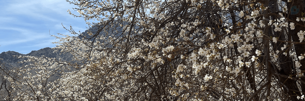 ‌**subaro**‌'s header picture