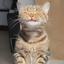 Profile picture of ‌گوربا،دختری در مدرسه🐈‍⬛‌