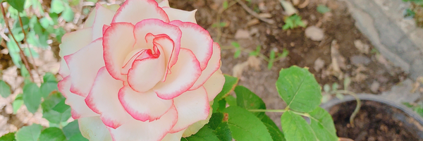 ‌Максуди Ядулла‌'s header picture