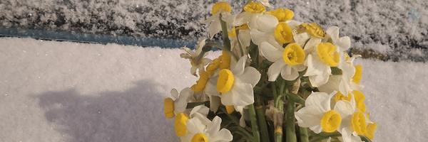 ‌یک منتظَِر!‌'s header picture