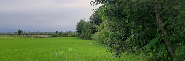 ‌علی مجاهد‌'s header picture