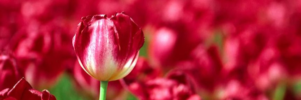 ‌Mike Anderson‌'s header picture