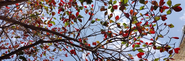 ‌میثم صفائی‌'s header picture