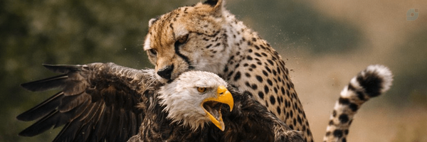 ‌رویا افشار‌'s header picture