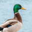 Profile picture of ‌آقای اردک‌