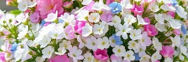 ‌گل ژیپسوفیلا‌'s header picture
