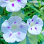 Profile picture of ‌سارا سعیدی‌