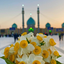 Profile picture of ‌گل سرخ🇮🇷‌