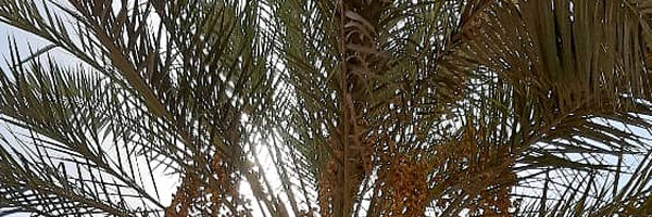 ‌حمدان مقدم   ✅️‌'s header picture