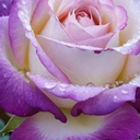 Profile picture of ‌مژده اعتصام‌