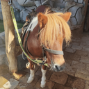 Profile picture of ‌biscuit‌
