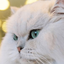 Profile picture of ‌Pishi malos‌