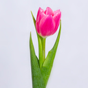 Profile picture of ‌علی‌