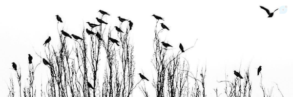 ‌t.n1362 n‌'s header picture