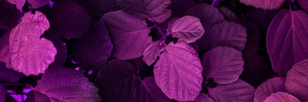 ‌ΛSĤ♡ŔΛ‌'s header picture