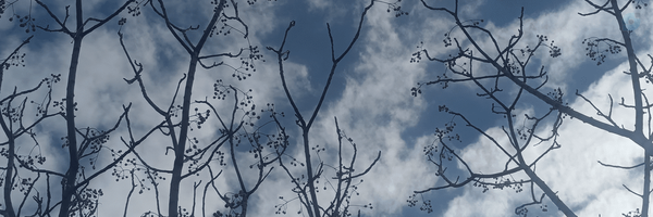 ‌Ayda 15‌'s header picture
