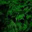 Profile picture of ‌Elnaz‌