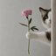 Profile picture of ‌میورش‌