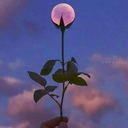 Profile picture of ‌مایل به رشد‌