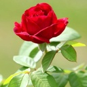 Profile picture of ‌یااباعبدالله🌹 توکلی‌