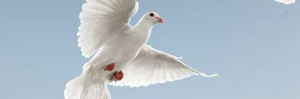 ‌آرمان‌'s header picture