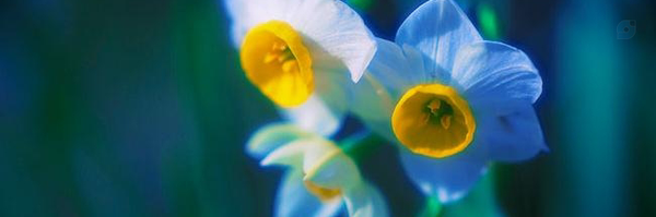 ‌Yara‌'s header picture