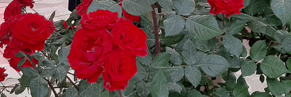 ‌کیومرث‌'s header picture