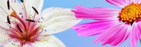 ‌بزودی خواهی آمد‌'s header picture