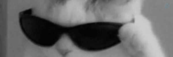 ‌Zedar‌'s header picture