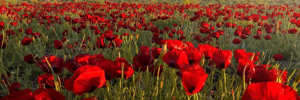 ‌رضا‌'s header picture