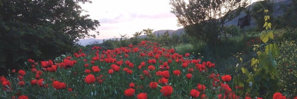 ‌Hossein R‌'s header picture