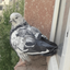 Profile picture of ‌عِب‌نداره‌