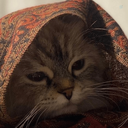 Profile picture of ‌شیفتهٔ ادبیات‌