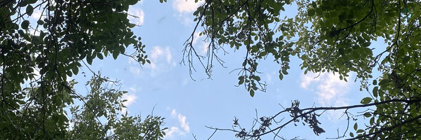 ‌Maedeh‌'s header picture