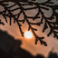 Profile picture of ‌Samireh‌