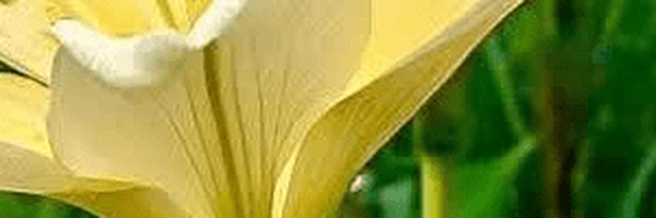 ‌قلقل قلقلی‌'s header picture