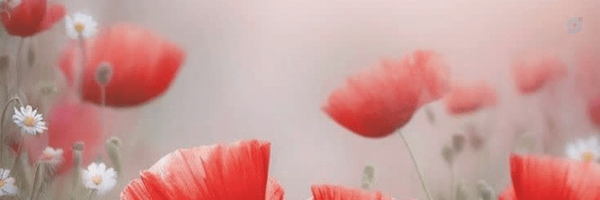 ‌نَبآت🌱‌'s header picture