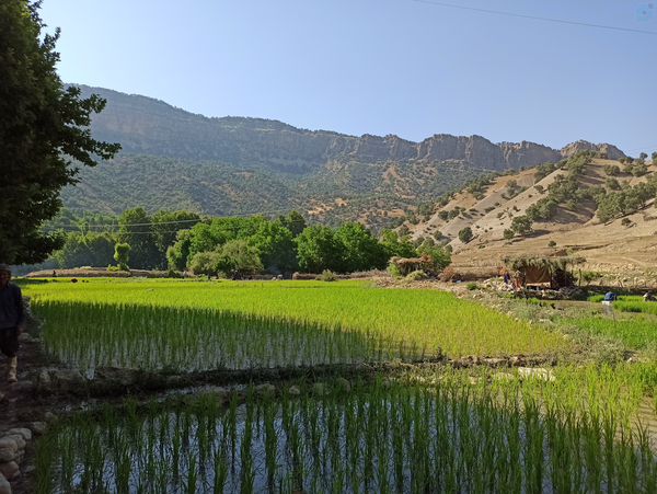 #بویراحمد
#روستای_پرشکفت
#شالیزار